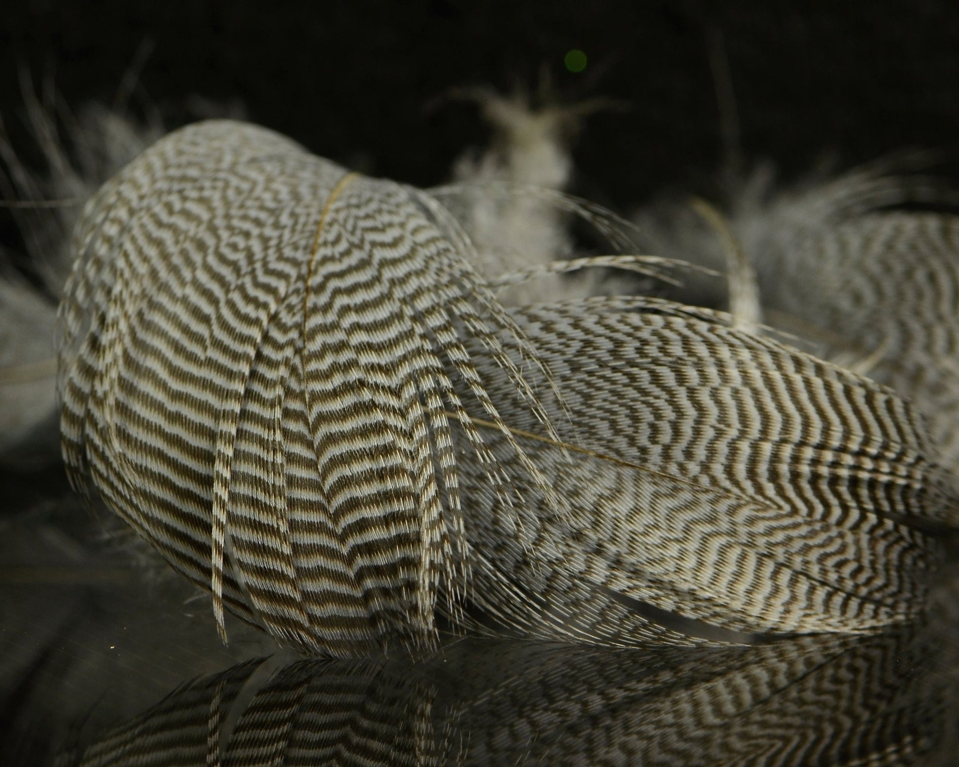 Spawn Super Select Pintail Feathers - Spawn Fly Fish - Spawn Fly Fish