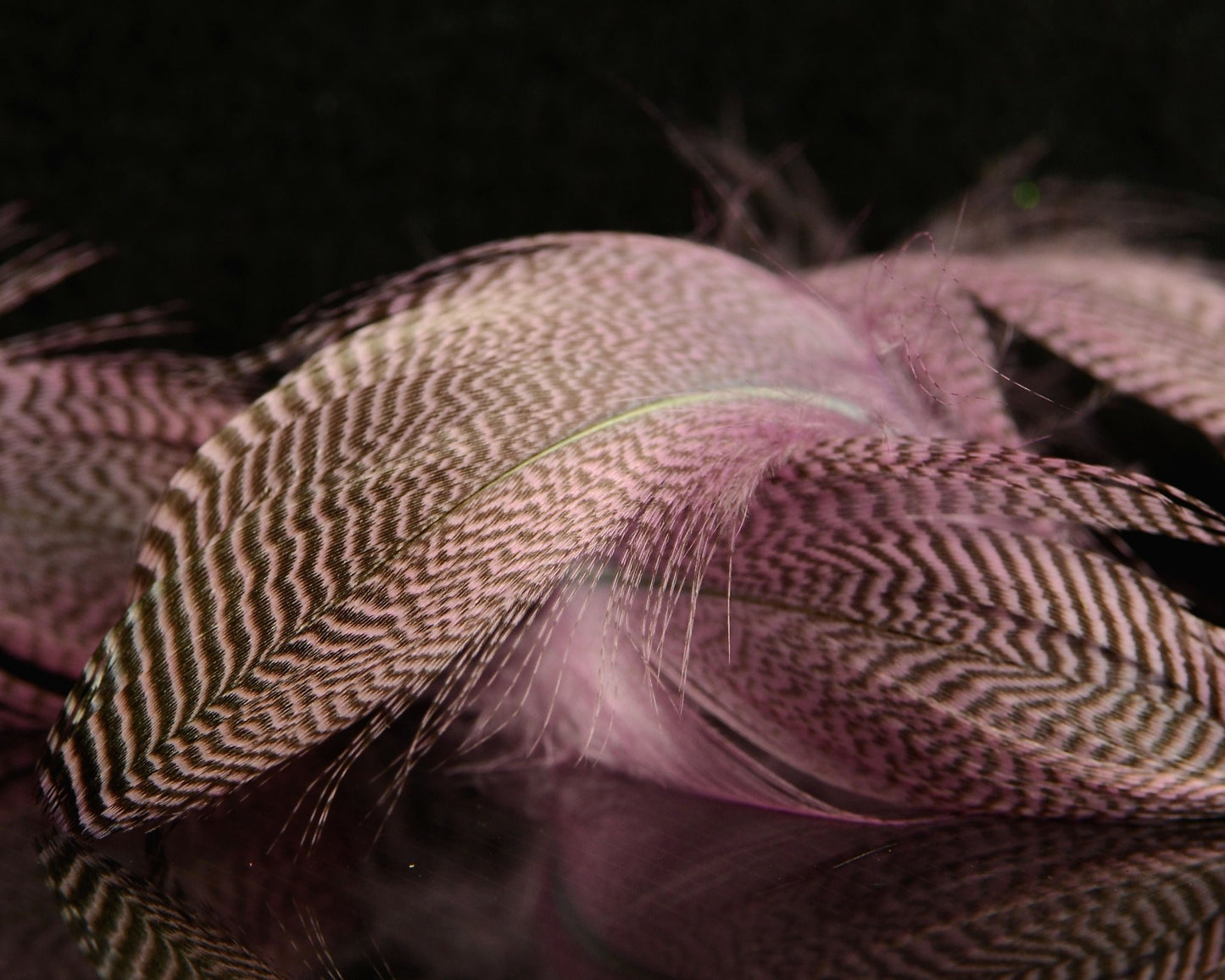 Spawn Super Select Pintail Feathers - Spawn Fly Fish - Spawn Fly Fish