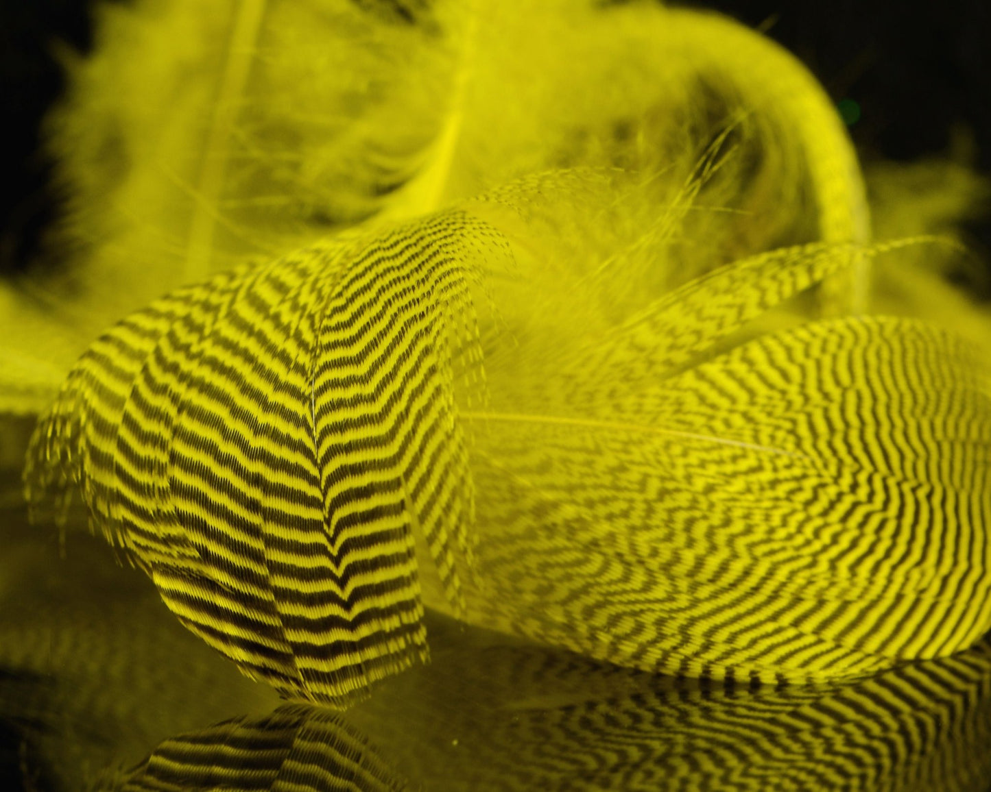 Spawn Super Select Pintail Feathers - Spawn Fly Fish - Spawn Fly Fish