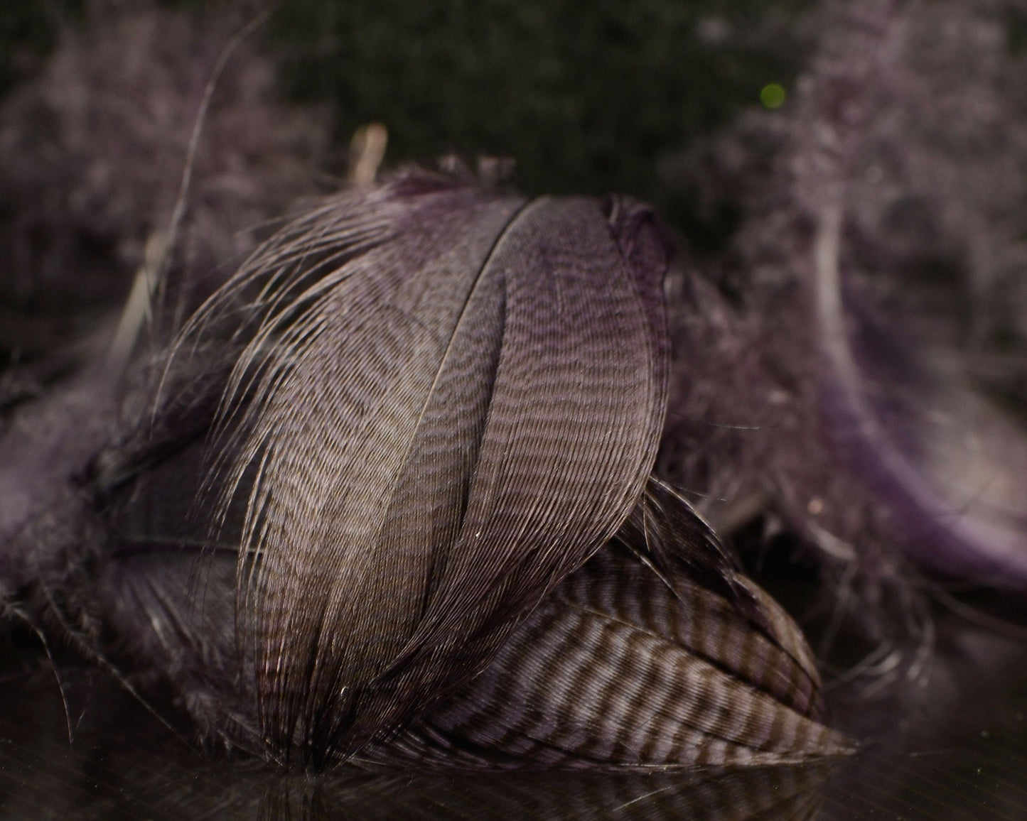 Spawn Super Select Pintail Feathers - Spawn Fly Fish - Spawn Fly Fish