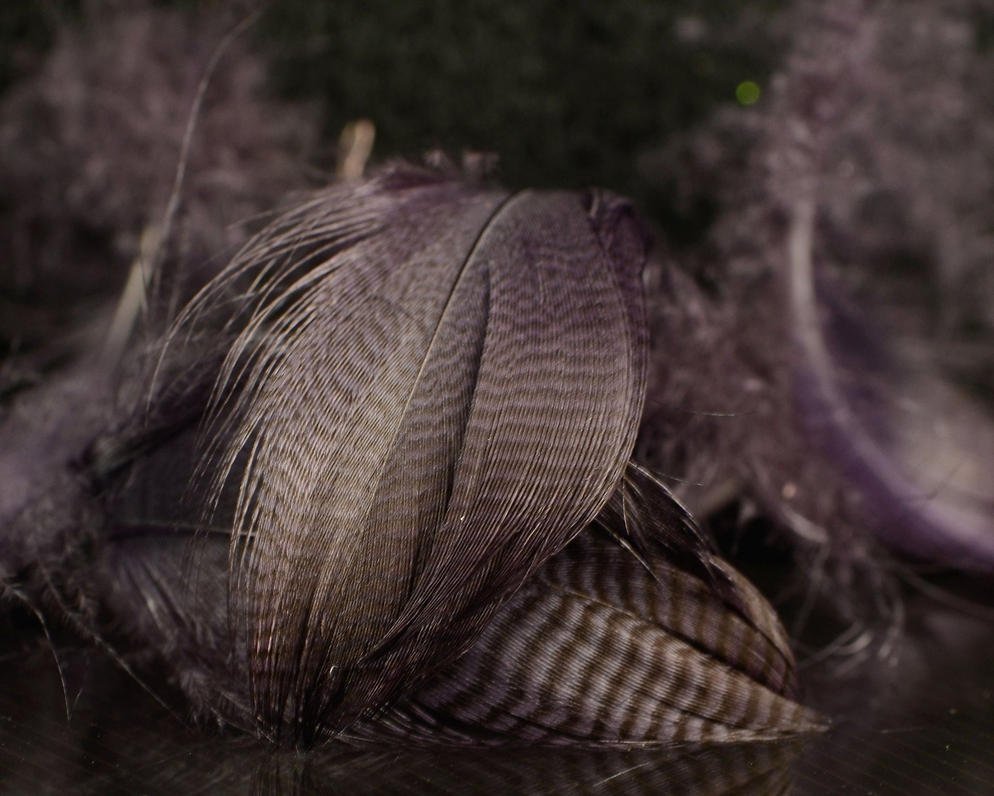 Spawn Super Select Pintail Feathers - Spawn Fly Fish - Spawn Fly Fish