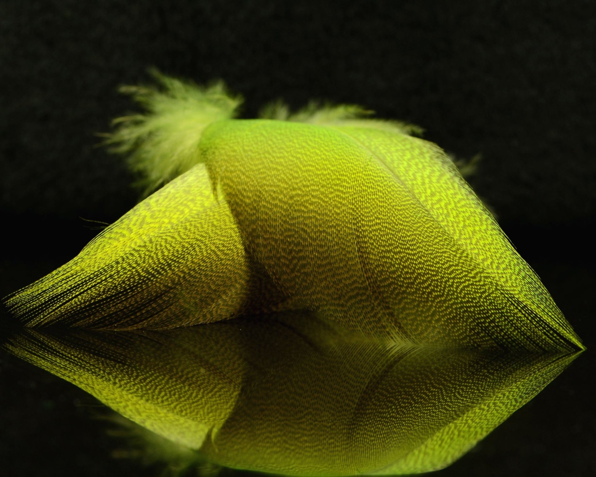 Spawn Super Select Bronze Mallard - Spawn Fly Fish - Spawn Fly Fish