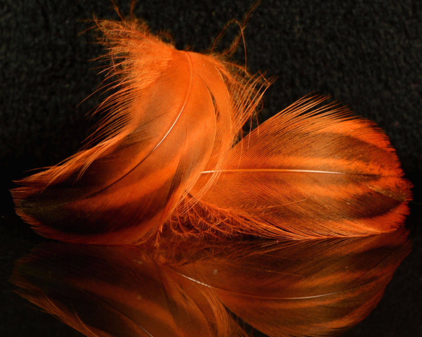 Spawn Super Select Hen Mallard - Spawn Fly Fish - Spawn Fly Fish