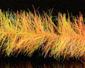 Just Add H2O Frenzy Fly Fibre Brush - Spawn Fly Fish - Just Add H2O