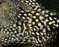Fish Hunter Large Dot Guinea - Spawn Fly Fish - Fish Hunter