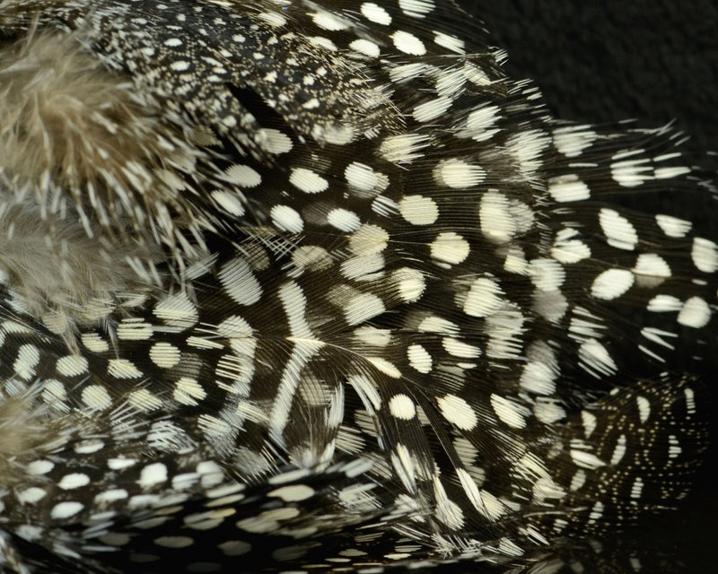 Fish Hunter Large Dot Guinea - Spawn Fly Fish - Fish Hunter