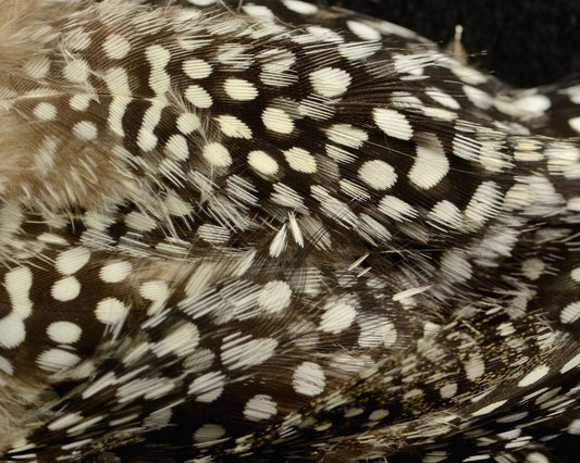 Fish Hunter Large Dot Guinea - Spawn Fly Fish - Fish Hunter