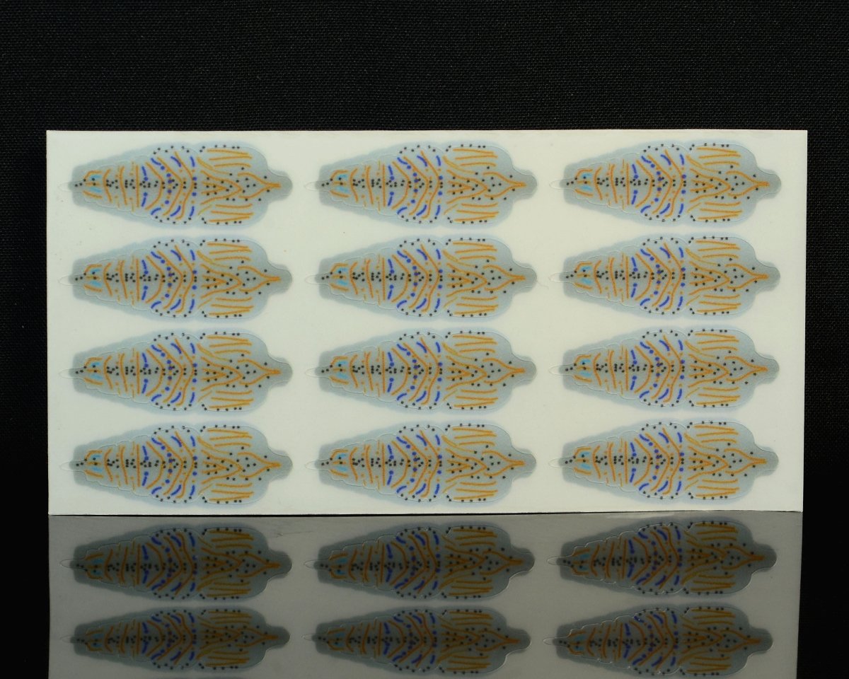 The Fly Co. Shrimp Shells - Spawn Fly Fish – Spawn Fly Fish