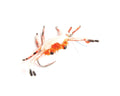 Fulling Mill Trigger Crab - Spawn Fly Fish - Fulling Mill