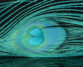 Nature's Spirit Bleached & Dyed Peacock Sticks - Spawn Fly Fish - Nature's Spirit