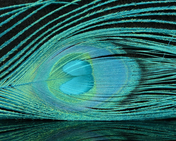 Peacock Swords Bleach Dyed - Dark Turquoise
