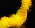 Hareline Red Barred Magnum Rabbit Strips - Spawn Fly Fish - Hareline Dubbin