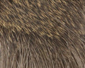 Coastal Deer Hair - Spawn Fly Fish - Hareline Dubbin