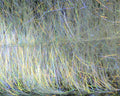 Enrico Puglisi EP Sparkle Brush - Spawn Fly Fish - Enrico Puglisi