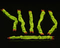 Enrico Puglisi EP Crab Claws - Spawn Fly Fish - Enrico Puglisi