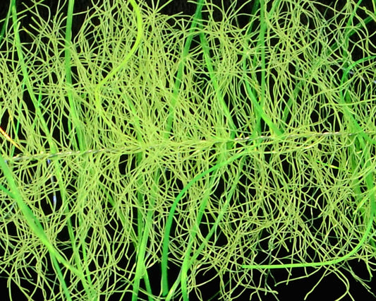 Enrico Puglisi EP Tarantula Hairy Legs Brush - Spawn Fly Fish - Enrico Puglisi