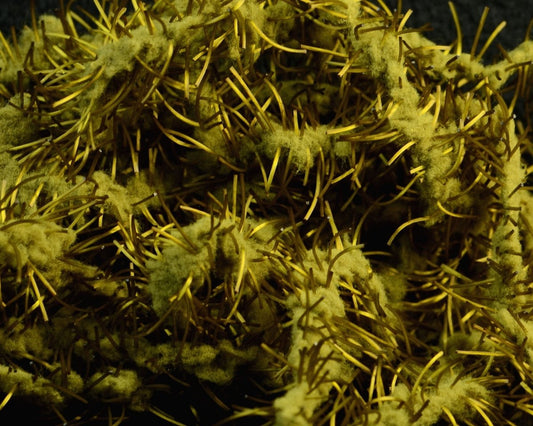 FNF Creeper Chenille - Spawn Fly Fish - FNF