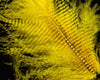 Hareline Fine Black Barred Marabou Feathers - Spawn Fly Fish - Hareline Dubbin
