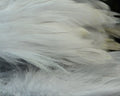 Hareline Feather Mini Gamechanger Schlappen - Spawn Fly Fish - Hareline Dubbin