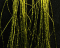 Spirit River Flex Floss - Spawn Fly Fish - Spirit River