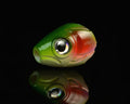 Spawn Crew Boss Fly Heads - Spawn Fly Fish - Spawn Fly Fish