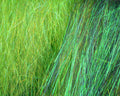 Hareline Ice Dub Minnow Back Shimmer Fringe - Spawn Fly Fish - Hareline Dubbin
