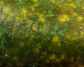 Fly Skinz Kiley's Exo Skin - Spawn Fly Fish - Fly Skinz
