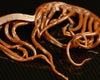 Hareline Mini Squiggle Worms - Spawn Fly Fish - Hareline Dubbin