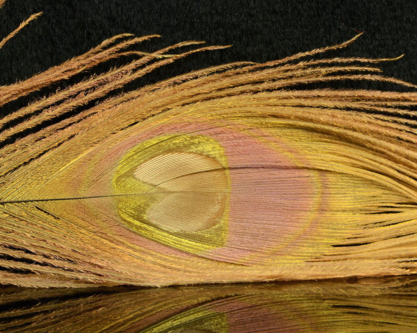 Nature's Spirit Bleached & Dyed Peacock Sticks - Spawn Fly Fish - Nature's Spirit
