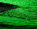 Hareline Northern Bucktail - Spawn Fly Fish - Hareline Dubbin