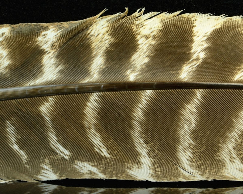 Hareline Ozark Oak Mottled Turkey Quills - Spawn Fly Fish - Hareline Dubbin