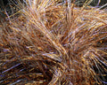 Hareline UV Polar Chenille - Spawn Fly Fish - Hareline Dubbin