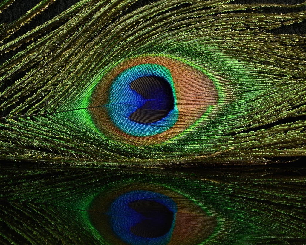 Hareline Peacock Eyed Sticks - Spawn Fly Fish - Hareline Dubbin