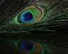 Hareline Peacock Eyed Sticks - Spawn Fly Fish - Hareline Dubbin