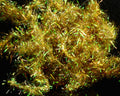 Spirit River Estaz - Spawn Fly Fish - Spirit River