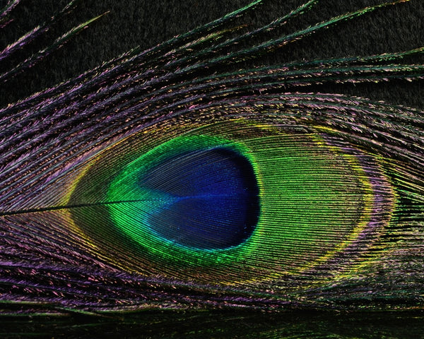 Nature's Spirit Peacock Sticks - Spawn Fly Fish - Nature's Spirit