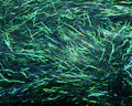 Hareline Ripple Ice Fiber - Spawn Fly Fish - Hareline Dubbin