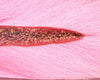 Nature's Spirit Select Large Bucktail - Spawn Fly Fish - Nature's Spirit