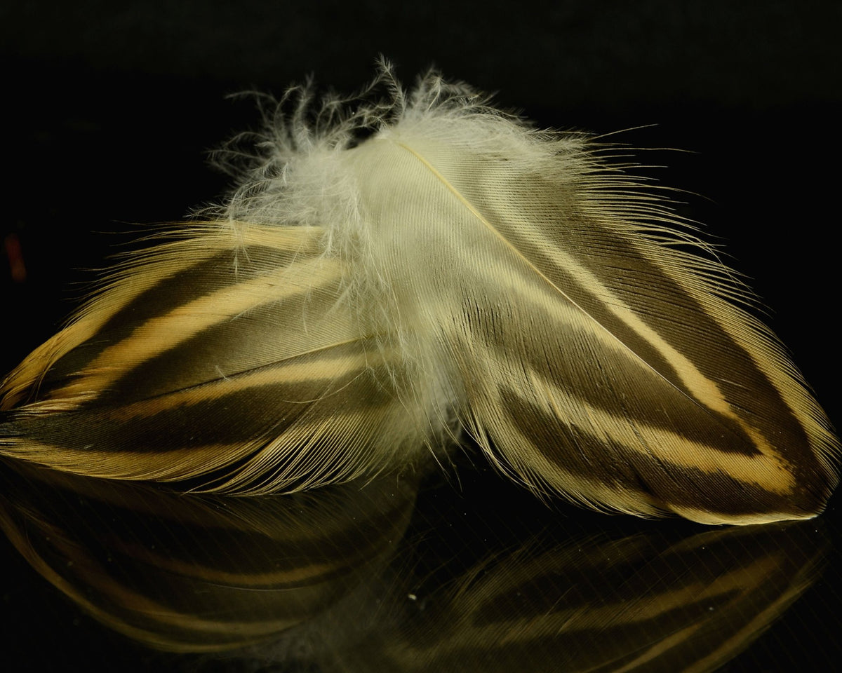 Spawn Fly Spawn Super Select Hen Mallard - Spawn Fly Fish– Spawn Fly Fish