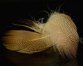 Spawn Super Select Widgeon - Spawn Fly Fish - Spawn Fly Fish