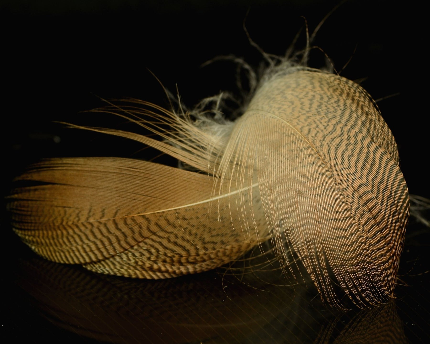 Fly Spawn Feathers - Spawn Fly Fish– Page 2 – Spawn Fly Fish