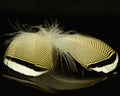 Spawn Super Select Barred Wood Duck - Spawn Fly Fish - Spawn Fly Fish