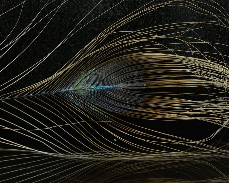 D's Flyes Stripped Peacock Eye - Spawn Fly Fish - D's Flyes