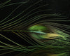 D's Flyes Stripped Peacock Eye - Spawn Fly Fish - D's Flyes