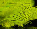 Silver Pheasant Body Feathers - Spawn Fly Fish - Hareline Dubbin