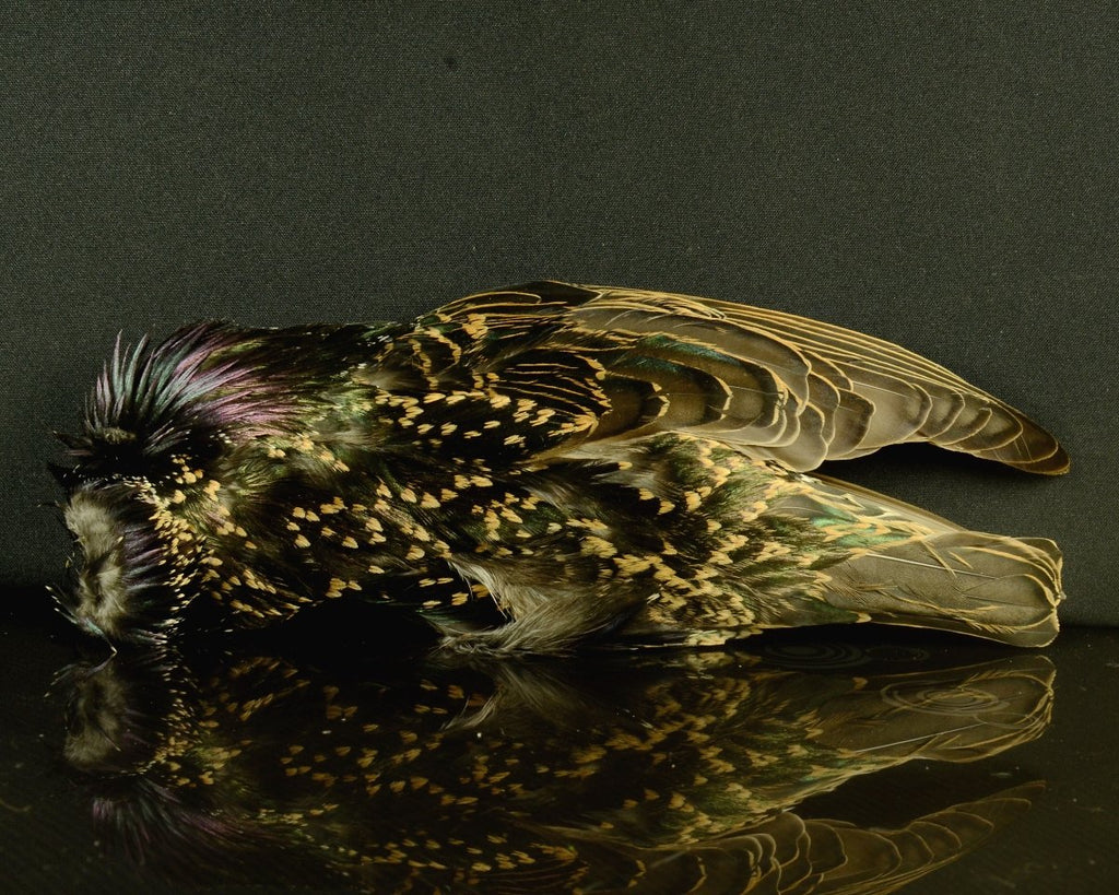 Starling Skin - Spawn Fly Fish - Hareline Dubbin