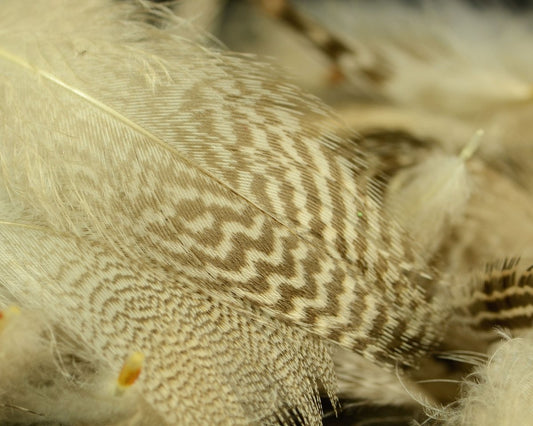 Hareline Teal Flank Feathers - Spawn Fly Fish - Hareline Dubbin