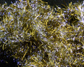 Hareline UV Life Flex Wrap - Spawn Fly Fish - Hareline Dubbin